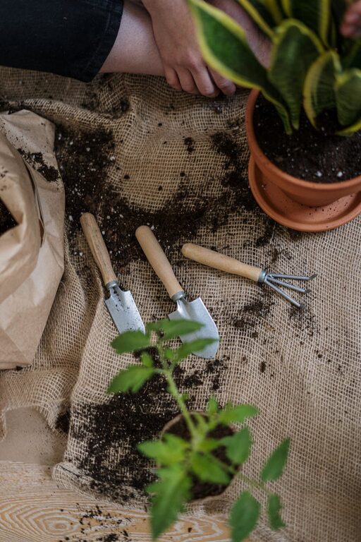 How to Start a Small Herb Garden Indoors: A Step-by-Step Guide